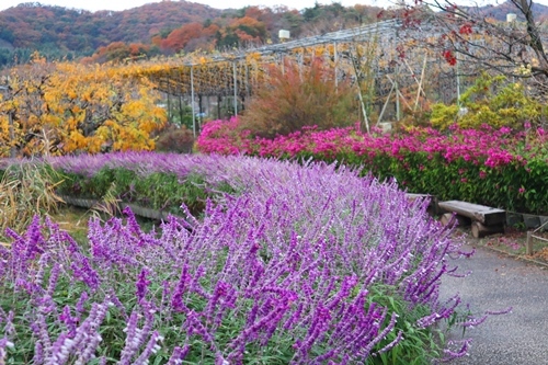 花の状況 | パーク便り | あしかがフラワーパーク